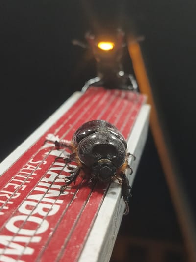 A close-up, low-angle shot captures a dark-shelled beetle resting on a red and white striped surface, likely a matchbox. The beetle's legs are visible, gripping the textured surface. In the background, out of focus, is a bright yellow light, possibly a street lamp or another light source. The overall scene appears to be outdoors at night, with the dark background suggesting a nighttime environment. No specific elements within the image definitively place the scene in Grinăuți, Moldova.