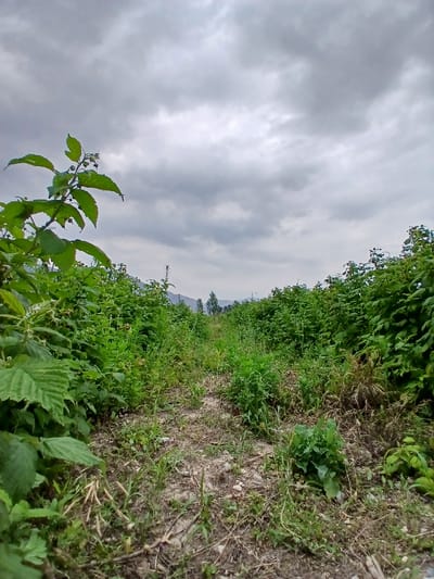 The image depicts a dirt path lined with dense green foliage, likely raspberry bushes, on either side. The path recedes into the distance, bordered by a hedge of green plants. In the background, distant trees and a mountain range are visible under a heavily overcast, gray sky. The foreground shows a close-up of the path's rough, gravelly surface with scattered dry leaves and small green plants. The scene appears to be an outdoor, rural or semi-rural environment, possibly a farm or a trail in a natural area.