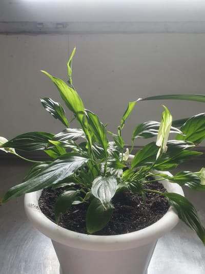 A close-up, eye-level shot shows a potted peace lily plant. The plant is in a white plastic pot filled with dark soil. The leaves are a deep green and appear somewhat wilted, with some browning at the tips. One white spathe, characteristic of a peace lily flower, is visible on the right side of the plant. The plant is situated on a metallic surface, possibly a table, reflecting the overhead light. The background is a plain, light-colored wall with a subtle horizontal line across it, suggesting a window frame or a shelf. The lighting is bright, coming from above and slightly to the left, casting shadows on the leaves and the pot. The scene is indoors, with no elements suggesting an outdoor or specific urban environment like Zubrești, Moldova.