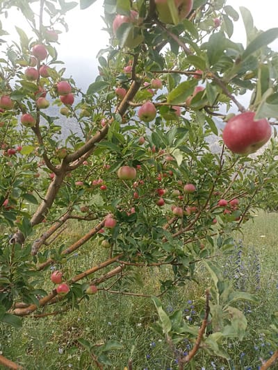 In Кош-Дөбө, Kyrgyzstan, an apple tree heavily laden with red and pink apples stands in a field of green grass and wildflowers under a cloudy sky. The tree's branches are covered in lush green leaves, with numerous apples at various stages of ripeness. The background features a slightly blurred mountainous landscape. The image is taken from a medium-close perspective, focusing on the fruit-bearing branches of the apple tree.