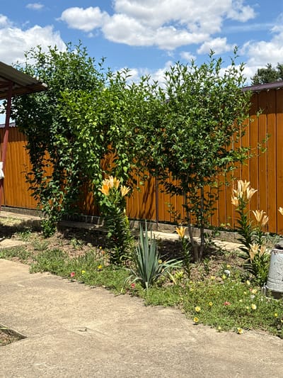 The image depicts an outdoor scene with a focus on a lush green tree in the foreground, set against a backdrop of a warm, reddish-brown wooden fence. The tree is dense with vibrant leaves, and several stems of light yellow lilies are visible, some in bloom and others as buds, arcing gracefully towards the fence. A spiky, sword-like plant with dark green leaves stands near the base of the fence, interspersed with small, colorful flowers in shades of yellow and pink, blooming in the grassy area.
A rough, concrete pathway runs along the right side of the image, its surface textured and showing signs of wear. The sky above is a bright blue, dotted with fluffy white clouds, suggesting a clear and pleasant day. The overall setting appears to be a garden or yard, likely in a residential area, given the presence of the fence and pathway. The sunlight casts distinct shadows, indicating that the photograph was taken during daylight hours, possibly late morning or early afternoon. There is no visible text in the image. The scene evokes a sense of natural beauty and tranquility, with the vibrant greenery and flowers creating a cheerful atmosphere.