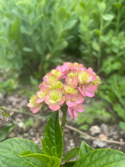 A close-up, eye-level shot focuses on a cluster of small, pink and green hydrangea florets. The flowers are the primary subject, with their delicate petals tinged with both soft pink and pale green. They are arranged in a rounded, slightly cascading formation at the top of a thin stem. Below the blooms, a vibrant green leaf extends into the foreground. The background is softly blurred, revealing more green foliage and a muted ground composed of soil and small stones. The scene appears to be outdoors in a garden setting. No people are visible in the image. This image was captured in the city of Yasnoe, Russia.