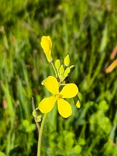 The image depicts a close-up, macro view of a single yellow flower with multiple buds, set against an out-of-focus green background, presumably in a natural outdoor environment within Collado Del Mirón, Spain. The central subject is a brightly lit yellow flower with four distinct, ovate petals. Above and to the upper left of the open flower, a cluster of smaller, closed yellow buds is visible, along with one larger, prominent bud on the main stem. A thin, light green stem supports the flower and buds. Further down the stem, to the lower left, a smaller, elongated green structure, possibly an unopened bud or developing seed pod, is present. The background consists entirely of blurred green and some yellowish-green hues, indicative of dense foliage or grass, suggesting a shallow depth of field. No people or identifiable objects are present beyond the plant itself and its natural surroundings.