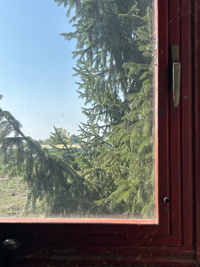 The image is a medium shot taken from inside a building, looking through a red-framed window at a bright blue sky and a large evergreen tree. The tree's branches and needles fill much of the frame, obscuring a distant view of a field and some buildings with yellow and blue roofs. On the right side of the window frame, a silver-colored metal handle and hinges are visible, as well as vertical red paneling. The windowpane itself shows some smudges and dust. The overall scene suggests an outdoor environment, possibly a rural or suburban area near Rybitví, Czechia, given the presence of the tree and the distant buildings. There are no people or animals visible in the image.