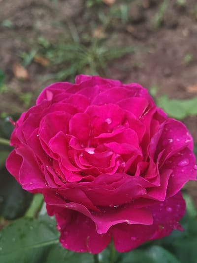 A vibrant fuchsia-magenta rose is prominently displayed in a close-up, top-down perspective, dominating the lower two-thirds of the vertical frame. The rose is in full bloom, featuring numerous tightly packed, overlapping petals that exhibit a ruffled texture. Small, translucent water droplets are scattered across the petal surfaces, reflecting ambient light. The center of the rose shows a dense concentration of petals.
The background is significantly blurred, indicating a shallow depth of field. Visible elements in the background include indistinct patches of dark brown soil or earth, interspersed with blurred green foliage and plant matter, consistent with an outdoor garden environment. No individuals, man-made structures, or specific geographical markers are discernible within the image. The image itself does not contain information to confirm its location in the city of Tsarev Brod, Bulgaria.
