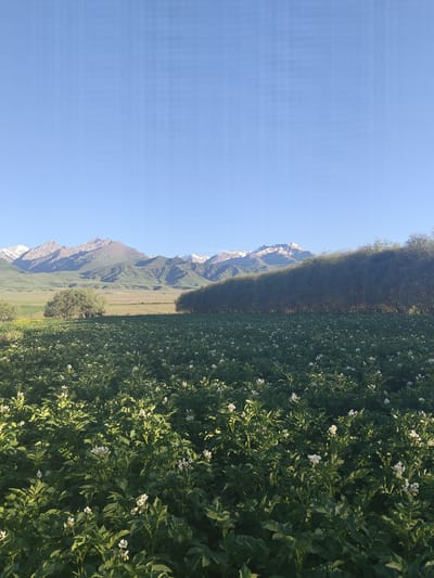 A landscape view captured from Terek-Suu, Kyrgyzstan, shows a field of potato plants in bloom, their white flowers scattered across the foreground. Behind the field, a dense line of trees creates a dark green barrier, casting shadows on the plants closest to them. Beyond the trees, rolling green hills lead to a majestic mountain range with snow-capped peaks under a clear blue sky. The lighting suggests it is either early morning or late afternoon, with the sun illuminating the scene from the side. There are no people or animals visible in the image. The overall scene depicts a rural agricultural setting with natural mountainous scenery.