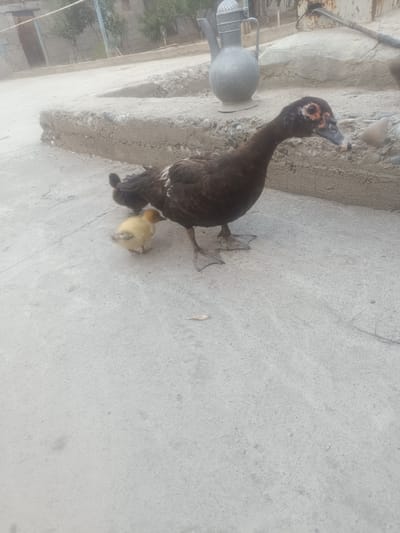 A dark-colored duck, likely a Muscovy duck due to its caruncles (red fleshy growths) around the eyes and beak, stands on a concrete surface. Beside it, a small, yellow duckling peeks out from under its wing. The duck's feathers are mostly dark brown, with some white markings visible on its back and wings. The duckling is fluffy and yellow, with darker tail feathers.
In the background, a large, ornate metal pitcher or ewer sits on a raised concrete ledge. Behind that, a rustic scene unfolds with buildings and trees. The buildings appear to be made of brick and possibly concrete, with some signs of age and wear. The trees are leafy and suggest a warm climate. The ground is a mix of concrete and dirt. The overall setting suggests a rural or semi-rural environment.
The image appears to be taken outdoors during daylight hours. The lighting is somewhat diffused, suggesting it might be overcast or late afternoon. There is no clear indication of any specific event or activity taking place beyond the presence of the ducks. The emotions evoked are calm and natural, focusing on the parent-offspring relationship between the duck and duckling. No visible text is present in the image.