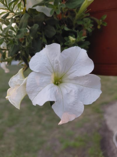 The image shows a close-up of a white petunia flower, with another partially visible white petunia to its left. The flowers are in bloom, with their petals unfurled. The background is a soft blur of green foliage and a reddish-brown surface, possibly a wooden planter. The overall lighting suggests it might be late afternoon or early morning. The context of Novo Selovo, Russia is not discernible from the image itself.