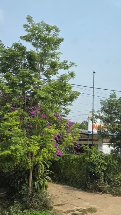 The image captures a street scene in Đăk Xú, Vietnam. The foreground is dominated by lush greenery, including trees with vibrant purple flowering vines. A power pole with multiple wires stretches across the frame toward the sky. Behind the trees, a sign is visible, partially obscured by foliage. A concrete pathway runs along the right edge of the image, bordered by more vegetation. The sky is a pale blue, suggesting daytime.