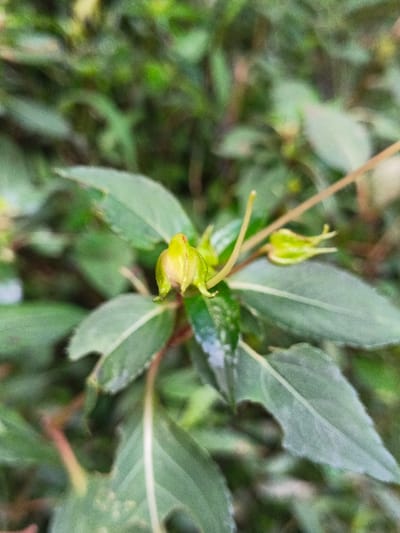 A close-up captures an unopened green flower bud amidst a cluster of vibrant green leaves. Some leaves display irregular edges and holes, suggesting insect activity. The overall scene evokes a sense of natural growth and mild decay within a lush green environment.