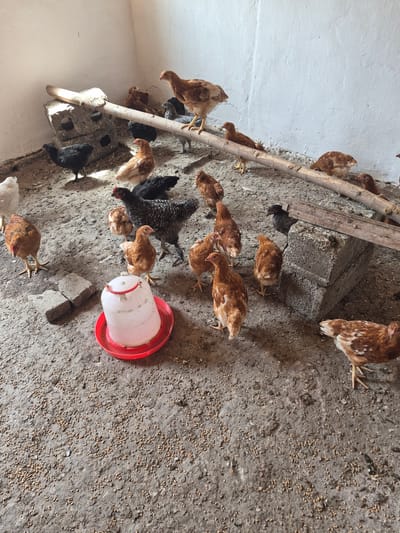 In a dimly lit, indoor chicken coop, approximately twenty chickens are gathered on a dusty concrete floor littered with scattered feed. The coop is constructed with rough, white-washed walls. A wooden perch, supported by stacked concrete blocks, runs horizontally across the middle of the frame. A red and white plastic chicken feeder sits prominently in the foreground. Several chickens are standing, some are pecking at the feed, and a few are perched on the wooden beam. The overall scene depicts a typical farm animal enclosure. The city of Tekeli, Kazakhstan is not visually represented in this image; the location is inferred from external information.