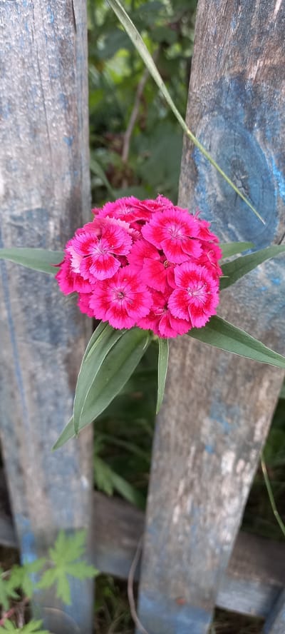 A close-up, vertical shot captures a vibrant cluster of bright pink dianthus flowers with dark red centers. The flowers are positioned centrally, peeking through a gap in weathered wooden fence posts. The posts are rough in texture, with visible grain and patches of faded blue paint. Green foliage is visible in the blurred background, suggesting an outdoor, natural setting. The image composition draws attention to the delicate details of the flowers against the rustic backdrop of the fence. The scene is located in the village of Tokushy, Akmola Region, Kazakhstan.