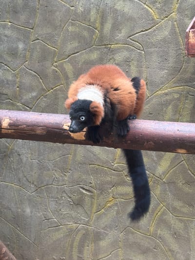 The media file shows a red ruffed lemur clinging to a wooden post against a textured stone wall. The lemur has a distinctive black face with striking white markings around its eyes and muzzle, and a fluffy white ruff around its neck. Its body is covered in reddish-brown fur, and a long, black, bushy tail extends behind it. The lemur appears to be looking towards the right side of the frame with its mouth slightly open, revealing a glimpse of its tongue. Its black paws are gripping the rough surface of the post. The background wall is a light gray color with irregular, darker gray lines forming a pattern resembling cracked stone or plaster. A small wooden structure, possibly part of an enclosure or habitat, is visible in the upper left corner. The lighting suggests it is daytime, with bright illumination casting subtle shadows. The scene is still, with the lemur frozen in its grip on the post. There is no visible text in the image. The overall impression is of a wild animal in a zoo or sanctuary setting, designed to mimic its natural habitat.