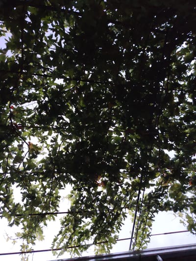 A medium shot captures a dense canopy of grape leaves overhead, viewed from below. The leaves, predominantly green with some showing hints of autumnal yellow and red, are backlit by a bright, overcast sky. Several thin, dark brown branches and vines crisscross the frame, supporting the foliage. In the lower portion of the image, a metal structure, possibly a trellis or awning, is partially visible, with one horizontal bar prominent. The overall impression is of a shaded outdoor space, likely a garden or courtyard, in Navbahor, Uzbekistan, where grapevines are commonly cultivated. There are no people or animals present. The scene is static and appears to be taken during daylight hours.