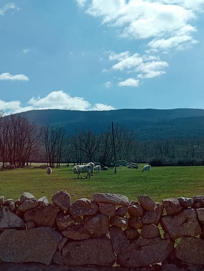 The image displays a rural landscape in El Espinar, Spain. The foreground is dominated by a dry-stacked stone wall, constructed from irregularly shaped grey and brown rocks, extending across the bottom quarter of the frame. Beyond the wall, a vibrant green pasture occupies the midground. Approximately ten to twelve light-colored cattle, predominantly white or pale grey, are scattered throughout this pasture; several are actively grazing, while others stand still. A tall, dark utility pole rises in the mid-left area of the pasture. Numerous bare deciduous trees with dark branches are visible, particularly on the left and mid-distance, interspersed with large, light-colored boulders on the ground. The background is characterized by a densely forested mountain range, appearing dark green or grey, set against a clear blue sky with scattered white cumulus clouds. The scene is illuminated by strong natural light.