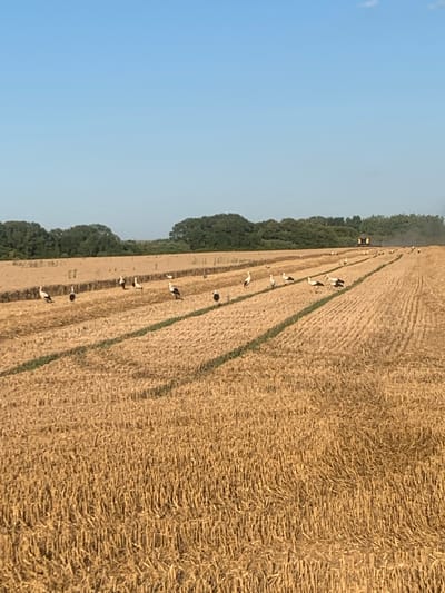 The image depicts a wide, sunlit field of harvested wheat under a clear blue sky. Rows of cut stalks create a textured, golden landscape. Several storks are scattered across the field, some walking and others standing. In the background, a line of trees borders the field, and a yellow harvesting machine is visible in the distance, emitting a faint trail of dust. The scene is located in the vicinity of Korolivka, Ukraine.