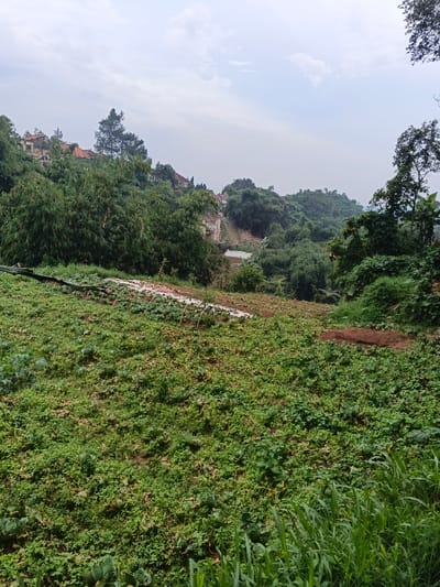 The image displays an agricultural landscape in the city of Inaoae, Papua New Guinea, under an overcast sky. In the foreground and midground, a sloping cultivated field features rows of various green leafy plants, some resembling cabbage. A section of this field contains white material, possibly plastic sheeting, laid out over the ground, anchored by dark, thin stakes. The immediate right foreground shows an area of taller, wilder green grass. The background consists of a densely vegetated hillside dotted with multiple buildings featuring reddish-brown roofs, partially obscured by green trees, including conifers and bamboo-like foliage. Further in the distance, more forested hills are visible, with a light-colored, exposed earth area on one distant slope. No individuals or animals are present within the scene.
