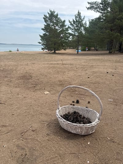 A white woven basket filled with pine cones sits on a sandy beach, a body of water visible in the background. Several pine cones are scattered on the sand around the basket. In the distance, a few people are visible near the water and among trees. The sky is overcast. The location is a beach in Ayyrtau, Kazakhstan.