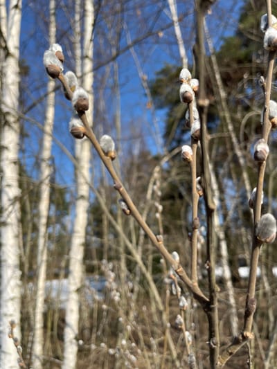 The image depicts a close-up outdoor scene in Voronino, Russia, focusing on emergent pussy willow catkins during early spring. Multiple slender, brown branches of a willow shrub occupy the foreground and mid-right, adorned with numerous fuzzy, ovoid catkins, predominantly grey-white with some brown basal scales. The branches are bare of leaves. In the midground, several tall birch trees with white, peeling bark stand vertically, partially obscured and out of focus. Beyond these, other deciduous trees with darker, bare branches are visible. The background consists of a clear, bright blue sky, with patches of white ground cover, consistent with snow, visible between the trees in the lower portion of the frame. No individuals are present. The scene is illuminated by natural sunlight, casting no discernible shadows toward the viewer, indicating a direct or high sun angle.