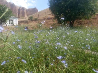 The image depicts a rural scene in Samat, Kyrgyzstan, characterized by a foreground filled with blooming chicory flowers. In the mid-ground, a small, white, rectangular building with a dark-paned window and a slightly sloped roof is visible, situated on a hillside. Beyond the building, the landscape ascends into a dry, grassy slope dotted with a few scattered trees and bushes. Dominating the background are imposing, eroded rock formations with vertical striations. A large, mature tree with dark green foliage stands to the right of the frame, casting shadows on the grassy slope behind it. The sky is bright blue with sparse, wispy white clouds, suggesting a clear, sunny day. The overall impression is one of natural beauty and simplicity, with the human element represented by the modest dwelling.