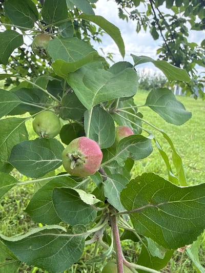 A close-up, eye-level shot focuses on a branch of an apple tree laden with developing fruit and lush green leaves. The foreground is dominated by the textured green leaves and branches, with some leaves showing intricate veining. Several small, unripe apples are visible, varying in color from pale green to a blush of pink, indicating early stages of ripening. One apple in the center exhibits a more pronounced red hue on one side. The background is softly blurred, showing a green, grassy field and hints of a cloudy sky peeking through the tree canopy. The overall impression is one of natural growth and the early promise of a harvest. The image was captured in Verkhne-Pozim', Russia.