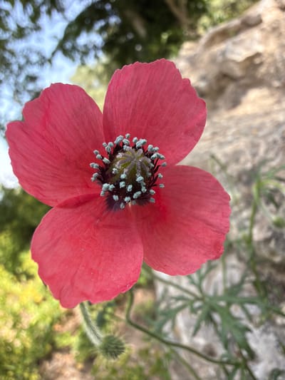 The media file presents a vibrant, close-up, overhead shot of a single red poppy-like flower. The flower, centrally positioned, features four broad, slightly crinkled petals in a vivid crimson-pink hue. Its distinct center reveals a dark, almost black, pistil or ovary surrounded by a ring of numerous, delicate stamens, each topped with prominent light blue or pale green pollen-covered anthers.
The background is softly blurred, indicating a shallow depth of field, suggesting the image was taken with a focus on the foreground flower. In the upper left, a textured, light-colored surface resembling rock or stone is visible. Towards the upper right, blurry green foliage and slender stems extend into the frame, with one stem distinctly hairy, and a small, green, furry flower bud is visible in the lower right. The lower portions of the background feature soft, diffused patches of green and yellow, indicative of sun-dappled vegetation or dappled light filtering through leaves.
The lighting suggests bright daylight conditions, creating a clear and serene atmosphere. No specific activity is depicted; the image captures the static beauty of the blooming flower in a natural outdoor setting, consistent with the location context of Olèrdola, Spain. There is no visible text in the image.