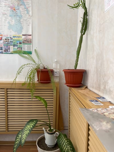 The image depicts an indoor scene with three potted plants. A tall, segmented green cactus stands in a brown pot on a wooden surface. To its left, a fern with long, cascading fronds is in another brown pot. In the foreground, a plant with large, variegated green and yellow leaves is in a white ceramic teapot, which is itself in a white pot. Behind the plants, on the wall, a map with Russian text and city names such as "Maikop" and "Adygeisk" is visible, suggesting the location is in the vicinity of the city of Takhtamukai, Russia. There is also a clear plastic bottle of water on the wooden surface. Two small cards with QR codes are placed on the wooden surface to the right. The background wall appears to be tiled or paneled.