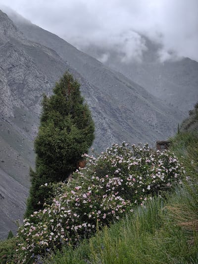 In Darcha, India, a tall, dark green coniferous tree stands prominently in the foreground, with a dense bush of pale pink flowering plants to its right. Behind these, a steep, rocky mountainside dominates the background, partially obscured by wisps of cloud and fog near its peak. The overall impression is one of a wild, natural landscape under an overcast sky.