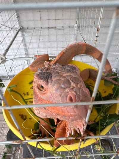 An adult red iguana is depicted from a top-down perspective, contained within a light-colored wire mesh enclosure in Baan Nai Wok, Thailand. The iguana, exhibiting reddish-orange scales with darker grey-brown patches on its head and along its dorsal crest, rests within a bright yellow, circular plastic dish. Its head is prominent in the foreground, featuring a distinct eye with a golden iris, a visible nostril, and spiky gular folds. Partially visible limbs with claws are apparent, along with a thick, reddish-orange tail displaying faint darker bands, curving upwards to the right. The yellow dish contains green leafy vegetation, characterized by vines and tendrils, alongside scattered small, dark, pellet-like objects. The wire mesh of the cage forms a grid pattern, with some wires showing minor discoloration, framing the subject.