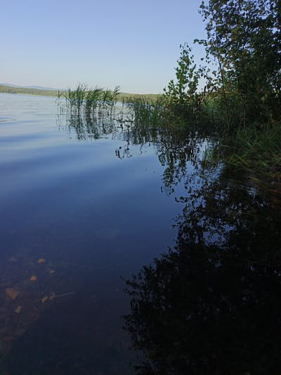 This is a low-angle, close-up, outdoor photograph taken during the daytime. The scene depicts the edge of a body of water, likely a lake or slow-moving river, with the shoreline visible on the right side of the frame. Tall green reeds and grasses grow along the water's edge, with some reeds partially submerged. Trees with dense green foliage are also present on the bank, their branches extending towards the water.
The water itself is dark and reflective, mirroring the sky and the vegetation. The surface of the water is mostly calm, with subtle ripples. The water is clear enough in the foreground to see the bottom, where pebbles and submerged plant matter are visible. The sky is a clear, pale blue, with no clouds. In the distance, a faint treeline and hills can be seen on the horizon. The overall atmosphere is serene and natural, suggesting a peaceful rural or wilderness setting. The location is identified as Nepryakhinskoye Sel'skoye Poseleniye, Russia.