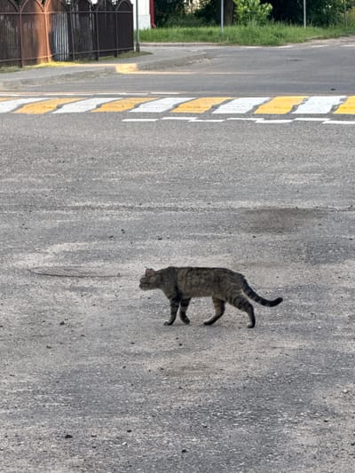A tabby cat walks on a road with yellow and white stripes. The cat is facing to the right and its tail is curved upwards. The road appears to be asphalt and there are some small stones and debris on it. In the background, there is a grassy verge and a metal fence. The scene is lit by sunlight, suggesting it is daytime. The time of day and weather conditions are not explicitly clear, but the lighting indicates it is likely sunny. There is no visible text in the image. The overall setting appears to be an outdoor, possibly urban or suburban, environment in Zhodzina, Belarus, given the location context. The cat seems to be moving purposefully across the road.