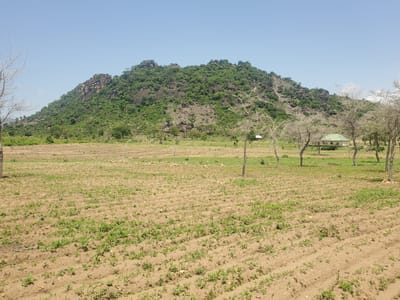 This media file depicts a rural landscape in Dawaki, Nigeria, under a clear, bright sky, suggesting a daytime scene on a sunny day. The foreground features a tilled field with rows of young green plants emerging from the dry, sandy soil. Scattered stones and patches of dry grass are also visible in the field.
In the mid-ground, the landscape transitions to a grassy area with several sparse, leafless trees. Further back, two small buildings with green roofs are present, suggesting a small settlement. Behind the buildings, a large, rocky hill covered in dense green vegetation dominates the background. The hill is characterized by its rugged terrain, with exposed rock formations interspersed with trees and shrubs. The overall impression is one of a semi-arid rural environment, likely during a dry season, with signs of agricultural activity and a natural mountainous backdrop. No people, text, or specific events are identifiable.