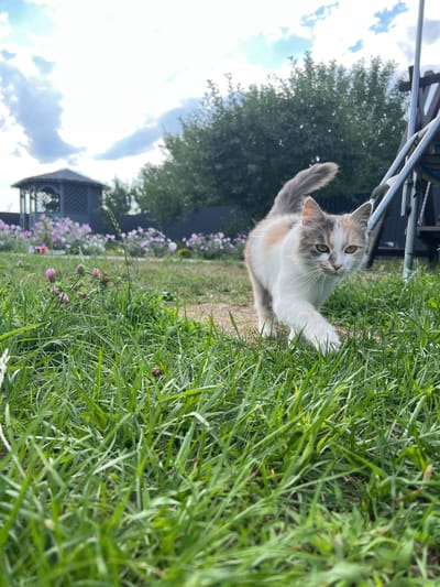 A tri-colored kitten with white, gray, and ginger fur walks through tall green grass in a backyard in Sobishchytsi, Ukraine. The kitten is the primary subject, facing the camera with its front right paw extended. In the background, a dark gray gazebo with lattice work is visible, surrounded by blooming pink and white flowers. A dark wooden fence runs behind the flowers and a large green tree stands to the right of the gazebo. A portion of a grey metal swing set is also visible on the right side of the image. The sky above is partly cloudy with patches of blue. The scene depicts a domestic outdoor setting on a bright day.