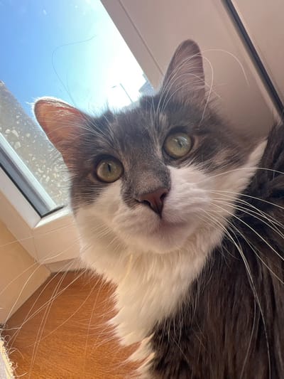 A domestic cat with long grey and white fur is depicted in a close-up, low-angle shot, looking directly at the viewer. The cat's face dominates the frame, showcasing its large, round green eyes with slightly dilated pupils, a pinkish-brown nose, and numerous long white whiskers fanning out from its muzzle. The chest and muzzle are white, contrasting with the grey fur on its head and ears. The cat's left ear is prominently back-lit by natural light. The background reveals an indoor setting with a white uPVC window frame on the left and top. Through the window, a clear blue sky is visible, along with the faint silhouette of a street light or utility pole and textured building surfaces. A wooden surface is visible on the lower right, and a white, fibrous object is at the bottom left. The scene occurs in Southport, United Kingdom, under bright daylight conditions.