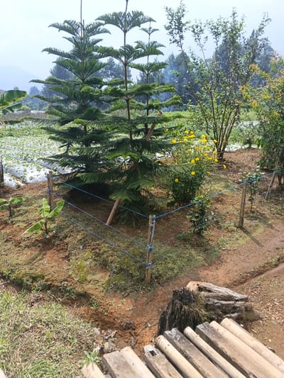 This outdoor image depicts a lush, rural landscape, likely an agricultural or garden area, set in Kolwara, Papua New Guinea. In the mid-ground, two prominent, layered conifer trees, resembling Norfolk Island pines, stand tall with their distinctive flat branches. To the left of these trees, several young banana plants with broad green leaves grow in the reddish-brown soil.

A simple, low fence made of rough wooden posts and blue rope delineates an area in front of the large trees. Behind this fence, to the left, a body of water or a field appears to be covered with white, possibly agricultural, sheeting, suggesting cultivation. To the right of the conifers, a cluster of vibrant yellow flowering bushes adds a splash of color, surrounded by other green shrubs and trees. The background features distant, hazy green hills, suggesting a mountainous or undulating terrain under a bright, diffused sky, indicating an overcast day or early morning/late afternoon light.

In the immediate foreground on the right, a rustic pathway or small bridge made of weathered wooden planks and bamboo crosses over a shallow ditch or eroded area. A large, gnarled tree stump is visible next to this structure. The ground in the foreground consists of reddish-brown earth with scattered patches of green grass and moss. No people or visible text are present in the scene. The overall impression is one of natural beauty and human cultivation in a serene, remote setting.