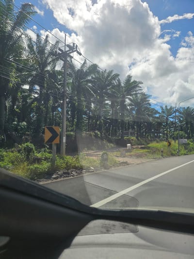 The image captures a scenic view of a road in Ban Thung Aok, Thailand, bordered by a lush oil palm plantation. The sky is a vibrant blue, dotted with fluffy white clouds. A power line pole with multiple insulators stands on the side of the road, supporting electrical wires that stretch across the frame, weaving through the towering palm trees.

A prominent yellow and black chevron road sign, indicating a sharp turn to the right, is positioned on the left side of the road. The road itself is asphalt, marked with a white line that curves into the distance.

In the foreground, the interior of a vehicle is visible, with the dashboard and windshield reflecting the surrounding environment. The scene suggests a typical day driving through the countryside of Ban Thung Aok, with the natural beauty of the palm trees and the expansive sky creating a peaceful atmosphere.