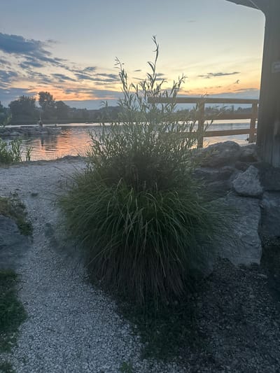 The image depicts a serene sunset scene by a body of water, likely a lake, given the location context of Rimsting, Germany. The sky is ablaze with soft hues of orange, yellow, and pink, tinged with the muted blues and grays of twilight. Wispy clouds drift across the horizon, catching the last rays of sunlight.
In the foreground, a dense clump of green grass or reeds grows prominently, its fine blades reaching upwards. Behind the grass, large, rough-textured grey rocks are visible, contributing to a natural, somewhat rugged shoreline. A wooden structure, possibly a fence or pier railing, can be seen in the background, partially obscuring the view of the distant shoreline.
The water's surface is calm, reflecting the warm colors of the sunset in gentle ripples. Silhouettes of trees and buildings line the far bank of the water, suggesting a populated area or settlement across the lake. The overall mood is tranquil and peaceful, evoking a sense of calm as day transitions into night. The lighting suggests it is late evening, during the golden hour or twilight. There is no visible text in the image.