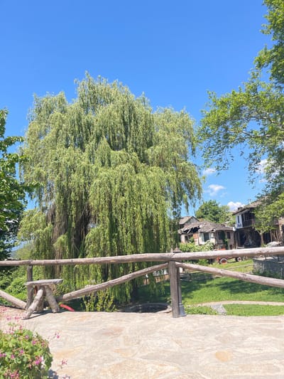 A slightly angled, sunlit outdoor scene shows a large weeping willow tree with long, flowing branches filling the majority of the frame. Behind the tree is a bright blue sky with sparse clouds. To the right, a rustic wooden fence runs vertically along the edge of what appears to be a stone patio or walkway. Beyond the fence, a patch of green grass and a traditional-style Bulgarian house with a dark roof is visible in the background. This location is Leshten, Bulgaria.