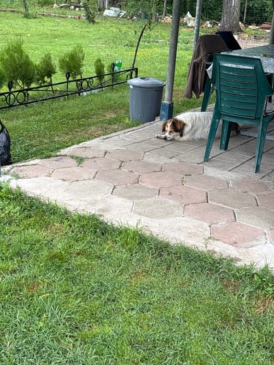The image shows a dog lying on a hexagonal-tiled patio next to a green plastic chair. A gray trash bin is nearby. The patio borders a grassy area. A black wrought-iron fence with decorative elements is visible in the background. Based on the prompt, the location is Dabovets, Bulgaria.