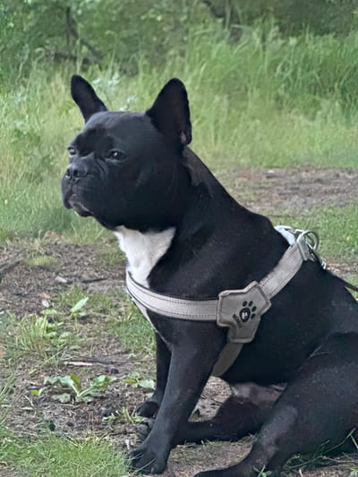A black and white French bulldog sits on a dirt path surrounded by grass and trees. The dog is wearing a grey harness with a small, paw-shaped tag. The background is out of focus, with green foliage dominating the scene. The lighting suggests it is daytime, possibly overcast. There is no indication of human presence or activity. The location is not identifiable from the image alone; it could be a park or natural area.