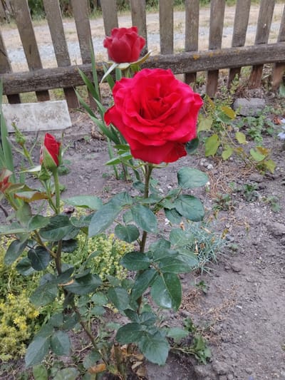The image captures a vibrant red rose in full bloom, positioned in the foreground. The rose has multiple layers of petals, creating a full and rich appearance. To the left of the main rose, a smaller, unopened rose bud is visible, also red. The rose plant has lush green leaves and thorny stems. In the background, a weathered wooden fence with horizontal planks runs along the left side of the frame. Beyond the fence, a path or ground is visible. The ground behind the rose plant consists of soil with scattered dry leaves and small green plants, suggesting an outdoor garden setting. In the lower right portion of the image, a patch of small yellow flowers adds a touch of contrasting color to the scene. A rectangular concrete slab is also partially visible near the fence. The lighting suggests it might be daytime, possibly with overcast conditions as there are no strong shadows. The image appears to be taken in a garden or yard. There is no visible text in the image.