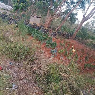 A hillside garden features rows of plants on reddish soil. A black retaining wall, constructed with what appears to be tires, supports the upper part of the slope. Small structures stand near the wall and among trees. Weeds and wild growth fill the foreground and the lower portion of the garden. The scene appears to be taken during the day, evidenced by natural sunlight.