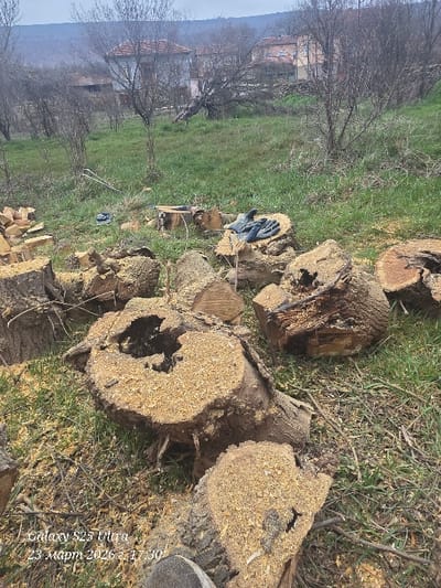 This image depicts a semi-rural landscape within the city of Dolna Beshovitsa, Bulgaria, presenting the aftermath of tree felling. In the foreground, numerous sections of tree trunks and logs, varying in size, are scattered across a patch of green grass mixed with dry debris and extensive sawdust. Several large logs exhibit exposed fresh cuts, covered with light-colored sawdust, and some display signs of internal decay or hollow centers.
In the midground, a pair of dark blue work gloves rests on top of one of the larger tree stumps. Adjacent to the gloves, a metallic object consistent with a chainsaw bar and chain is partially visible on another log. Further back, a blue plastic item is situated on the grass. To the left, a pile of neatly stacked smaller wooden pieces is visible. The ground gradually slopes upwards, covered in sparse green grass and bare deciduous trees.
The background reveals several houses with reddish-brown tiled roofs nestled amongst the leafless trees, indicating a residential area. Beyond the houses, a hazy, forested hillside rises under an overcast sky. No individuals are present in the scene. A watermark in the lower-left corner states "Galaxy S23 Ultra 23 март 2026 г. 17:30".