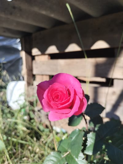 A close-up, slightly blurry, vertical outdoor photograph shows a vibrant pink rose in bloom. The rose is the central subject, with its petals unfurling and displaying intricate swirls. The background is composed of weathered wooden planks, suggesting an outdoor structure such as a fence or shed. Sunlight casts shadows through the structure onto the planks and the rose itself, creating a dappled effect. To the left of the rose, a blurry white object is visible, possibly a bucket or container, and beyond that, out-of-focus green foliage and dry grass. The overall impression is one of a natural setting with man-made elements in the background. The photograph was taken in Kudashivka, Ukraine.