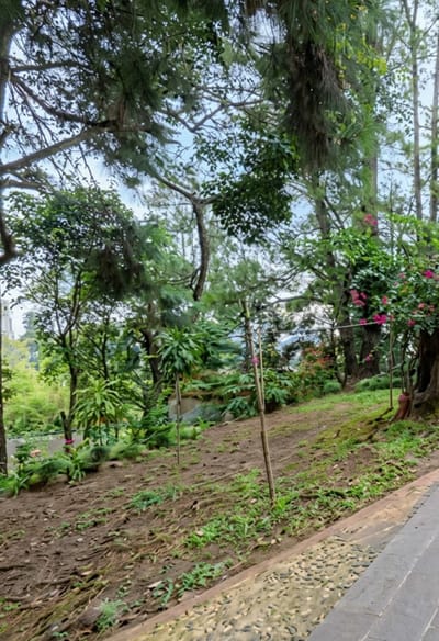This image depicts a sloped, grassy area with exposed tree roots, situated within a lush, verdant environment. The foreground features a cobblestone pathway bordering a concrete walkway. In the midground, several thin wooden stakes are planted in the earth. Various plants and trees dominate the scene, with a cluster of vibrant pink flowers visible on the right side. In the distance, a building can be seen peeking through the foliage, suggesting an urban or semi-urban setting. The overall impression is that of a park or garden, likely in a tropical or subtropical climate.