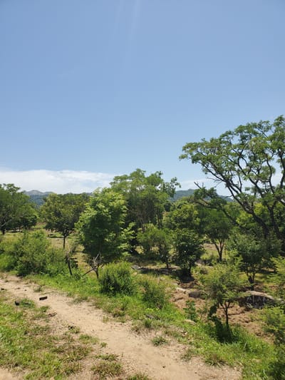 The image depicts a landscape with a clear blue sky and scattered white clouds. In the foreground, there is a dirt path winding through green grass and some dry patches of earth. Beyond the path, a dense forest of trees with lush green foliage dominates the middle ground and extends into the background. The trees vary in size and shape, with some appearing taller and more mature than others. In the far distance, rolling hills are visible, also covered in vegetation. The overall impression is of a natural, rural setting, likely in an area with a warm climate. The location is identified as Gwolong, Nigeria.
