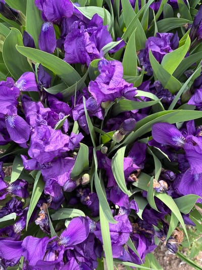 The image shows a dense collection of purple irises with long, green leaves. Some of the flowers are fully open, while others appear to be closed or wilting. A small area of bare ground is visible in the upper right corner of the image. The location (Маяк, Russia) is unknown.