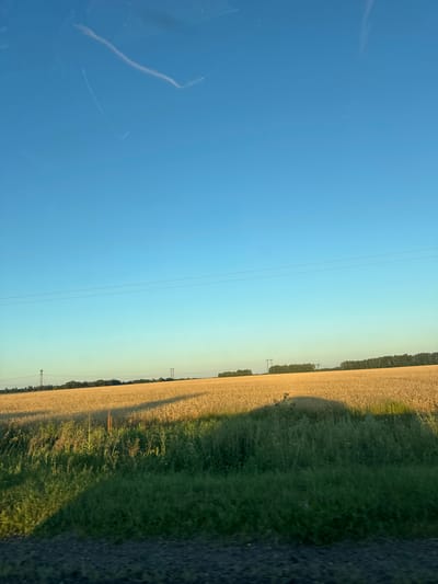 The image shows a golden wheat field under a clear blue sky. In the foreground, there is a strip of dark, grainy ground and a patch of green grass with a large shadow cast across it. In the middle ground, the wheat field extends horizontally, with tall grass growing in front of it. The horizon line is marked by a dark band of trees and two sets of power line towers. The sky is a bright, clear blue with some faint wispy lines visible near the top, possibly from a window or reflections. The lighting suggests it is either early morning or late afternoon, with the sun casting long shadows. The scene is devoid of people or any animals. The location is identified as Vasilevka, Russia.
