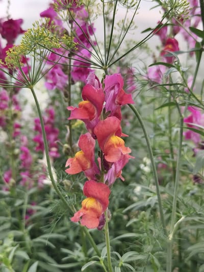 The image displays a close-up view of a tall stalk of pink and orange snapdragon flowers. The flowers are clustered together, with some in full bloom and others appearing as buds. The delicate petals of the snapdragons are a vibrant shade of pink, transitioning to a soft orange and yellow at the base of each bloom. Surrounding the snapdragons are feathery green dill plants, their delicate fronds creating a soft, airy backdrop. The background is filled with a blur of more pink flowers and green foliage, suggesting a garden setting. The lighting is soft and diffused, casting a gentle glow on the flowers and enhancing their natural beauty. The image does not contain any people or recognizable landmarks that would indicate a specific location within Семилетка, Russia.