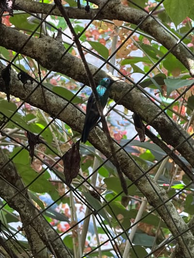 A hummingbird with iridescent green and blue plumage is perched on a tree branch, partially obscured by a wire fence. The hummingbird is facing left, with its beak pointed slightly downwards. Its body is dark, but its throat and head shimmer with vibrant colors. The background is a blur of green leaves and pink and orange flowers, suggesting a lush, natural setting. The light suggests it is daytime. The scene appears to be in a garden or aviary, given the presence of the fence and the variety of flowering plants. The image is taken at a slight distance, with the fence wires creating a grid pattern across the frame, adding a sense of depth and separation. No text is visible. The location is Foz do Iguaçu, Brazil.